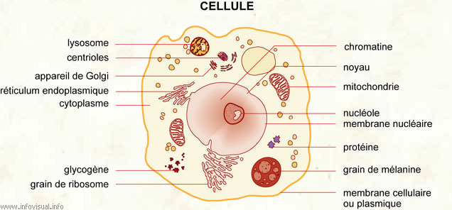 Cellule (Dictionnaire Visuel)